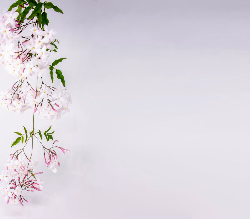 Velvet Jasmine