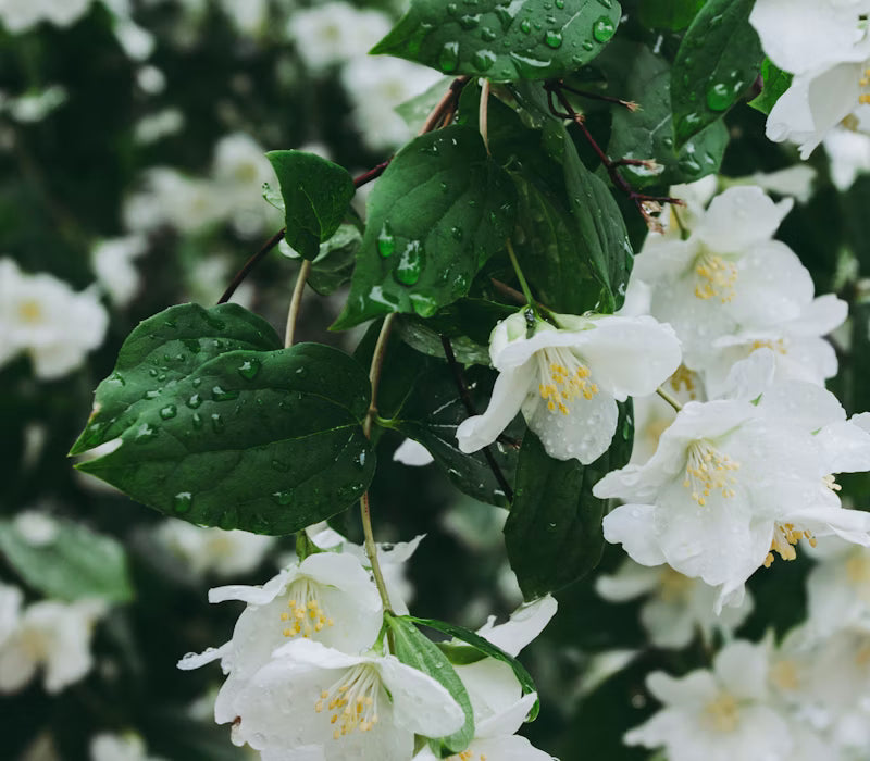 Velvet Jasmine mood