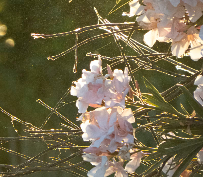 Golden Bloom